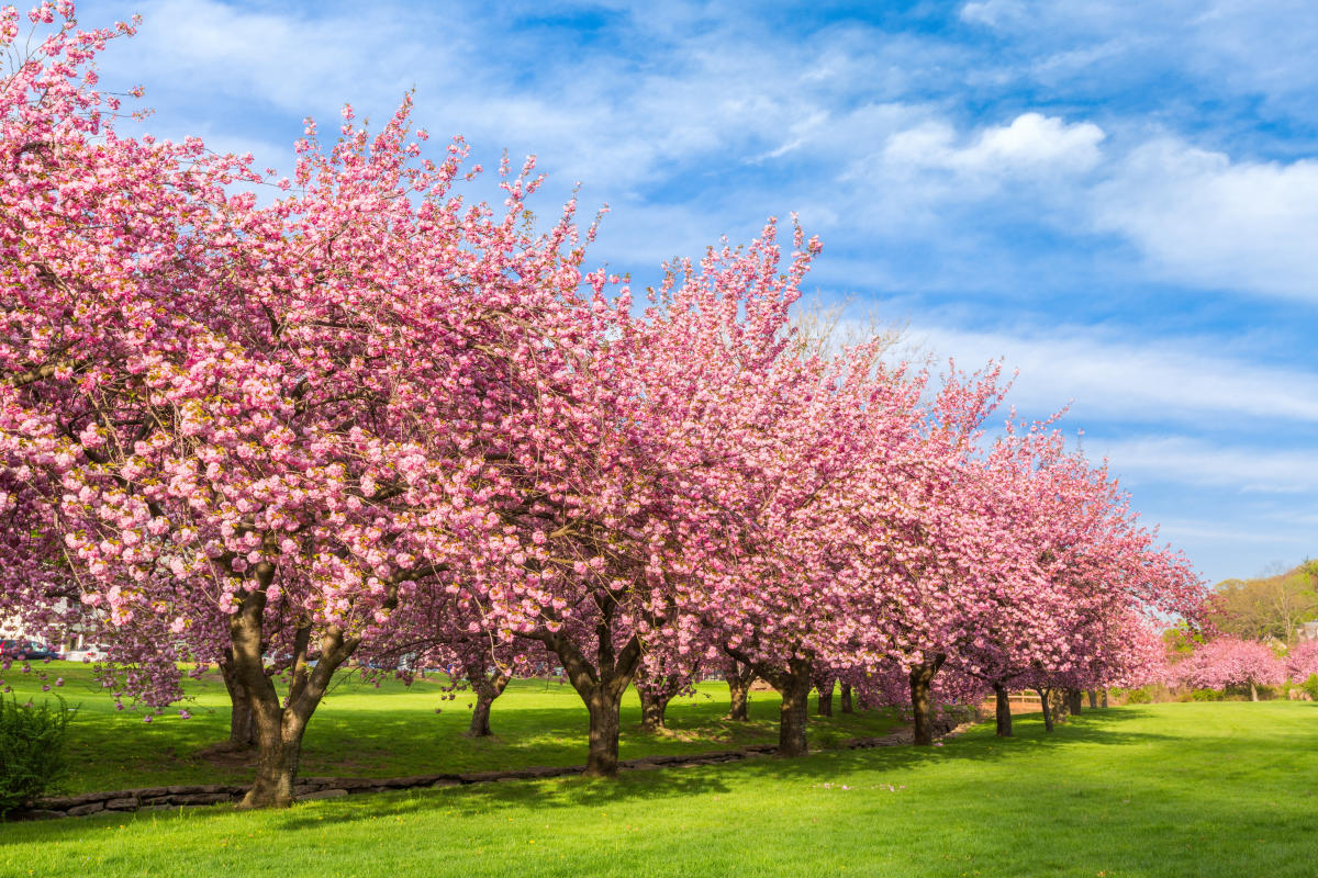 cherry blossom