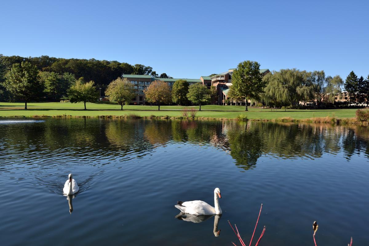 Pond & Swans at Turf Valley