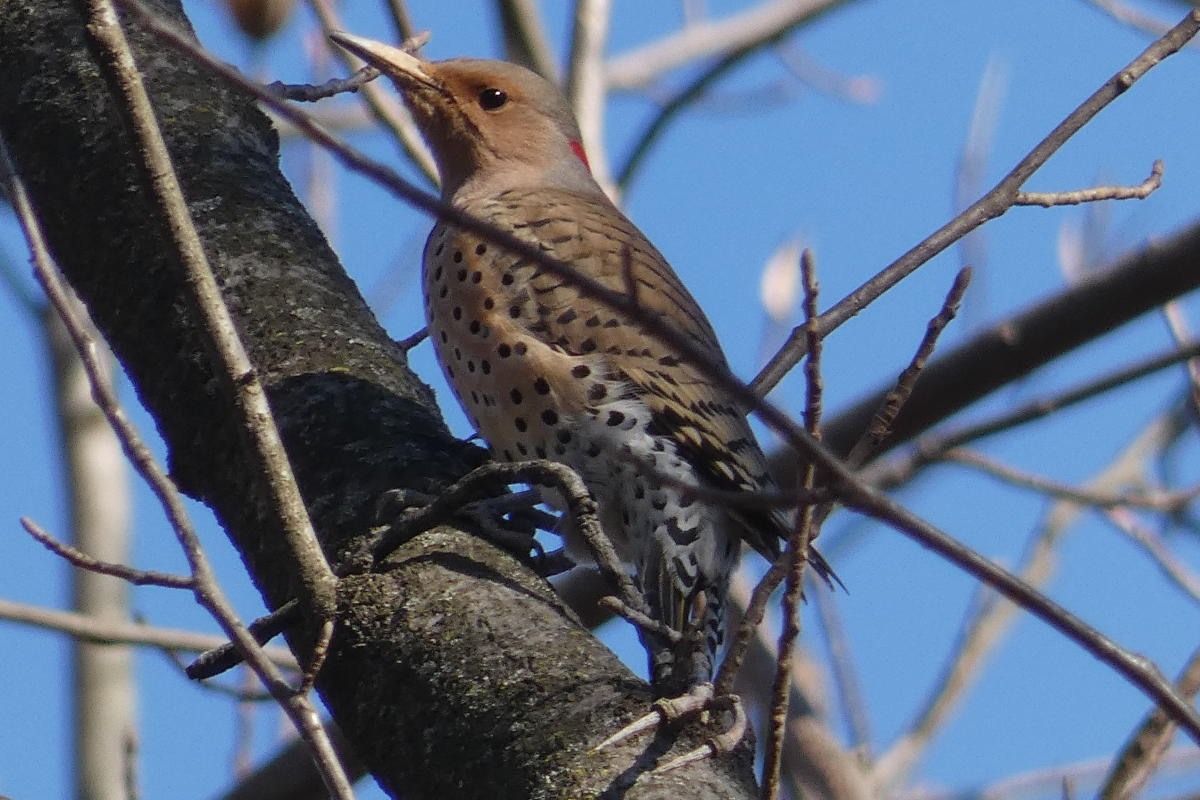 Northern Flicker