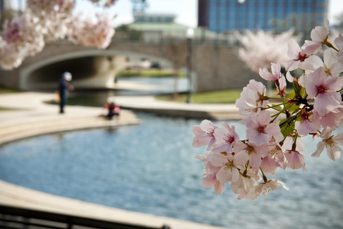 Cherry Blossom Big Spring Park