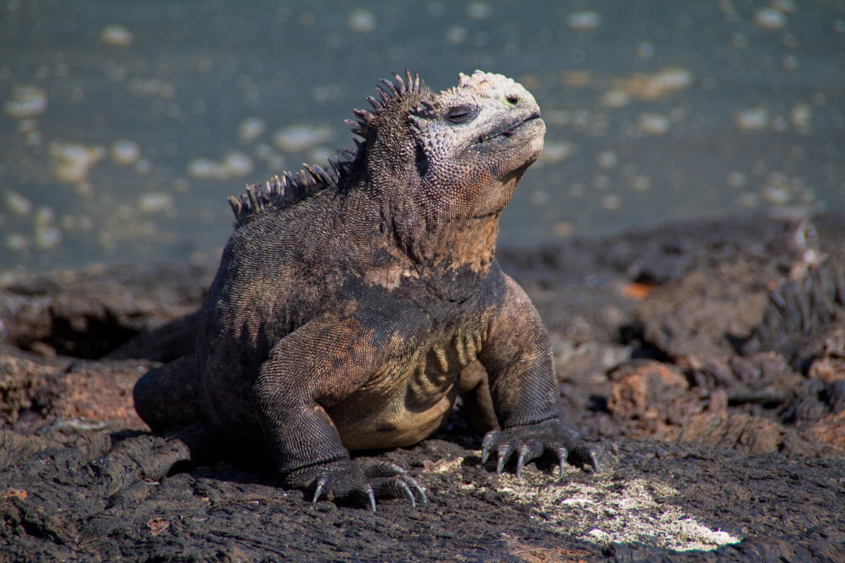 The Galapagos Islands: Sail away with pride