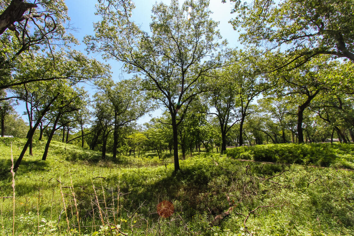 Miller Woods
