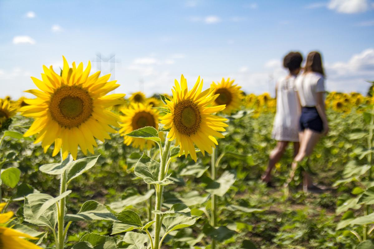 Stuckey Farm sunflowers