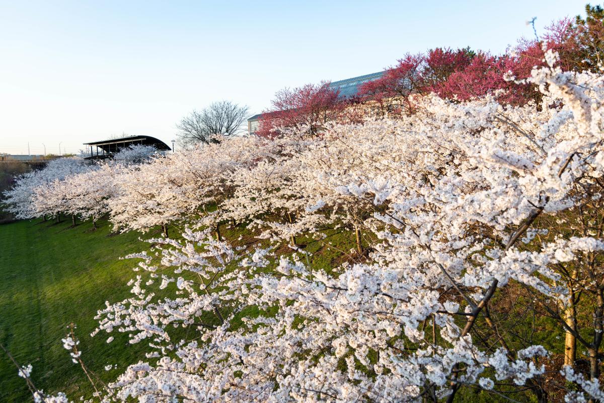White River State Park Indianapolis cherry blossoms