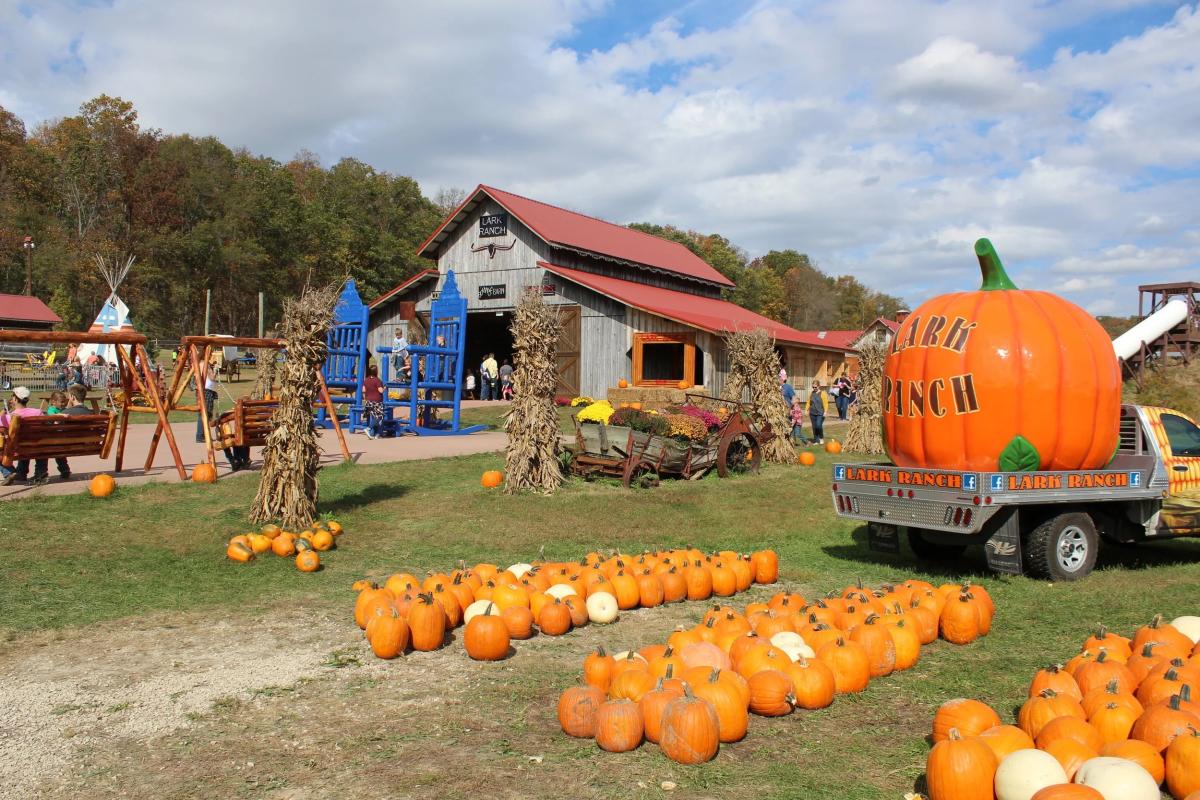 Lark Ranch Pumpkin Patch