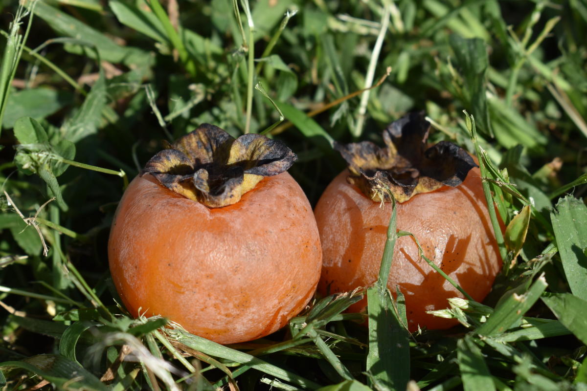 ripe persimmons on ground
