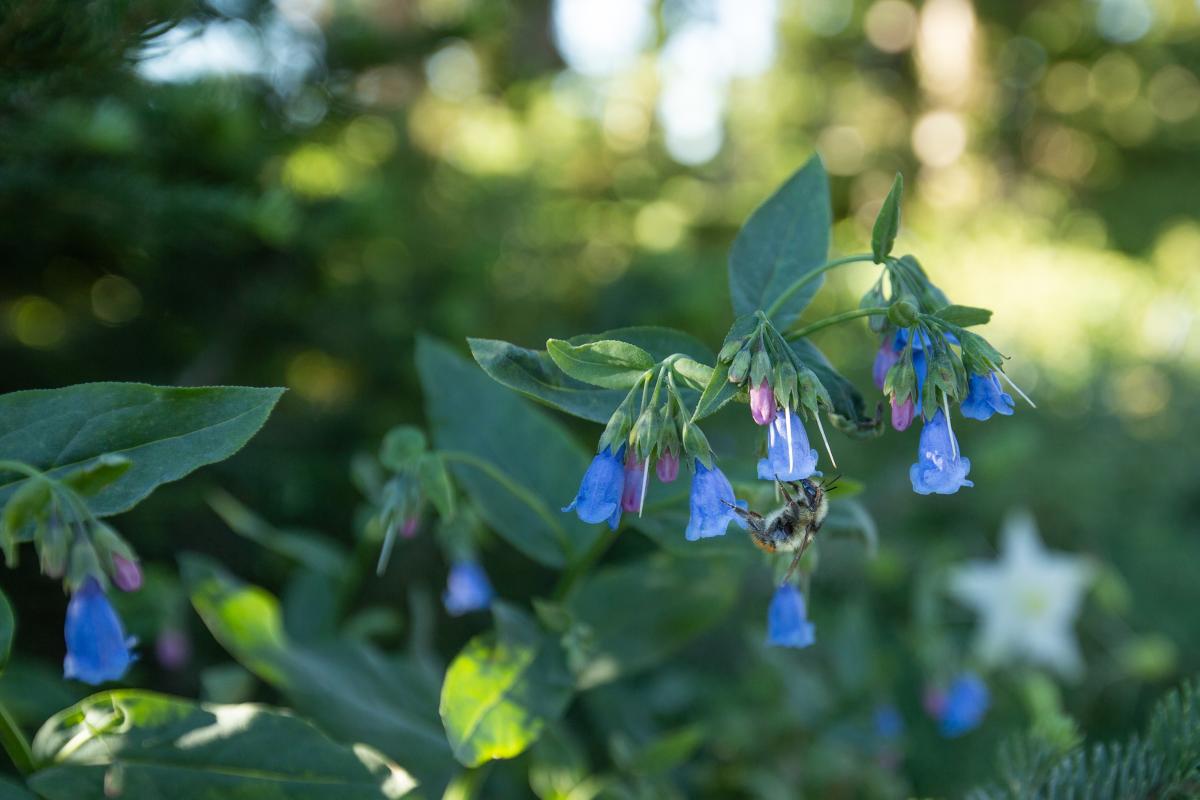 Cedar Breaks Wildflower Pollinators