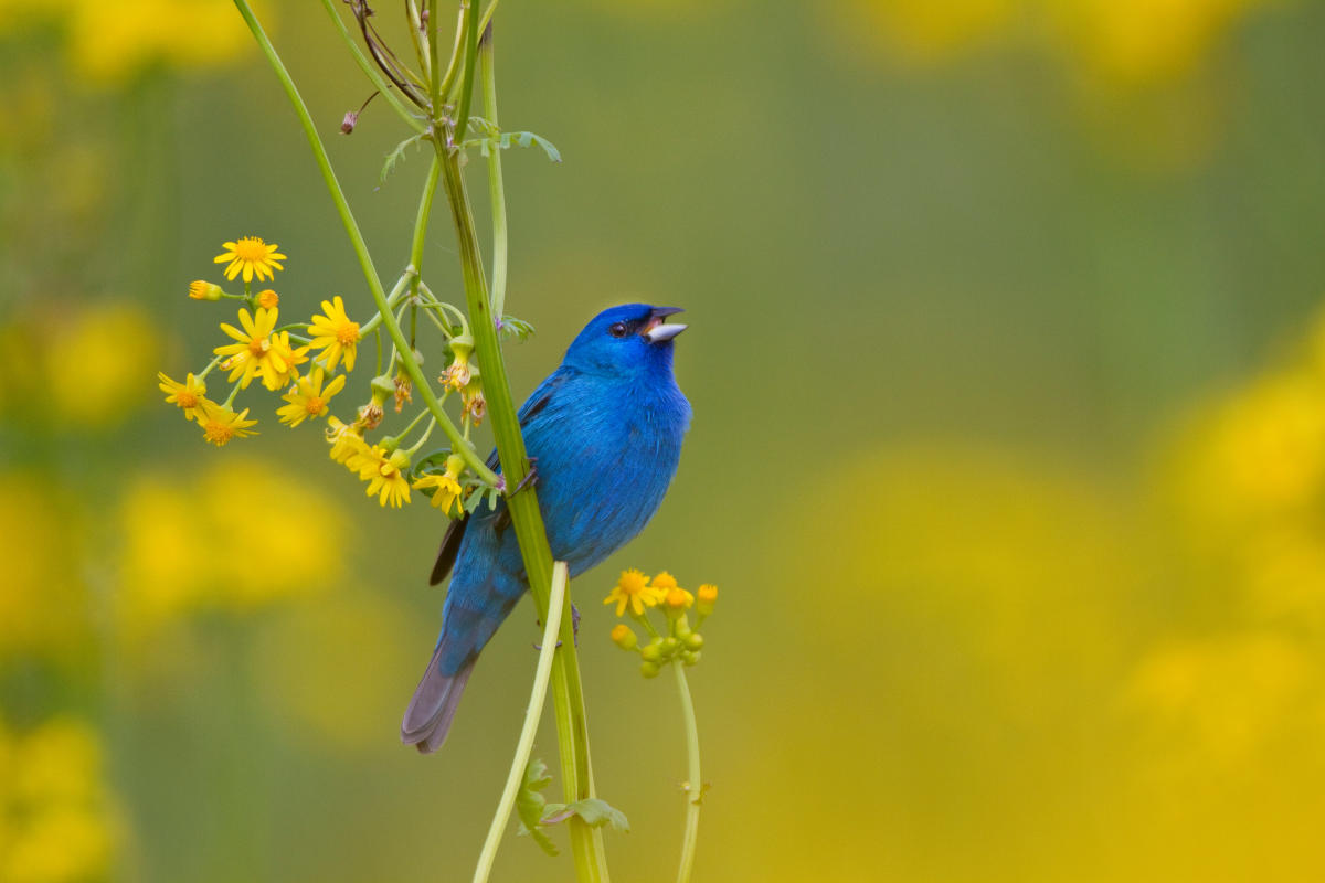 Indigo Bunting