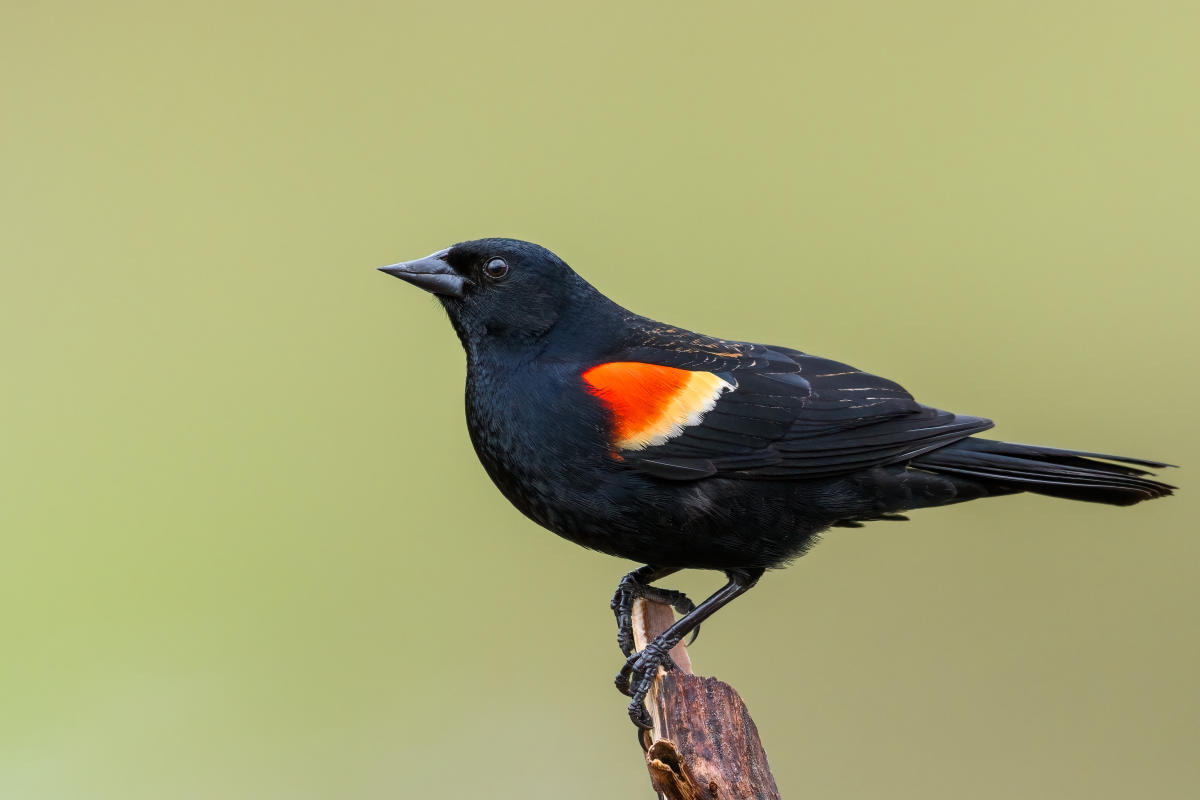 Red-winged Blackbird