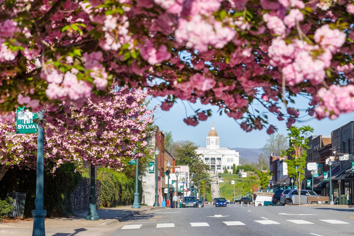 Sylva with Cherry Blossoms