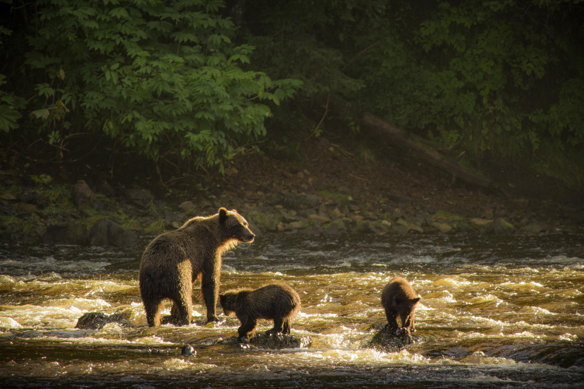 Bears at Waterfall Creek on Chicagof Island