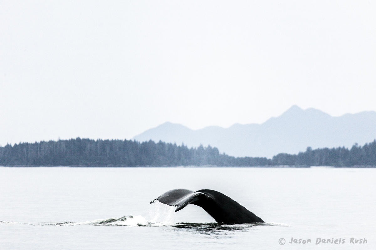 A Humpback Whale’s tail flinging out of the calm waters in Juneau, AK with green trees and mountains in the distance.