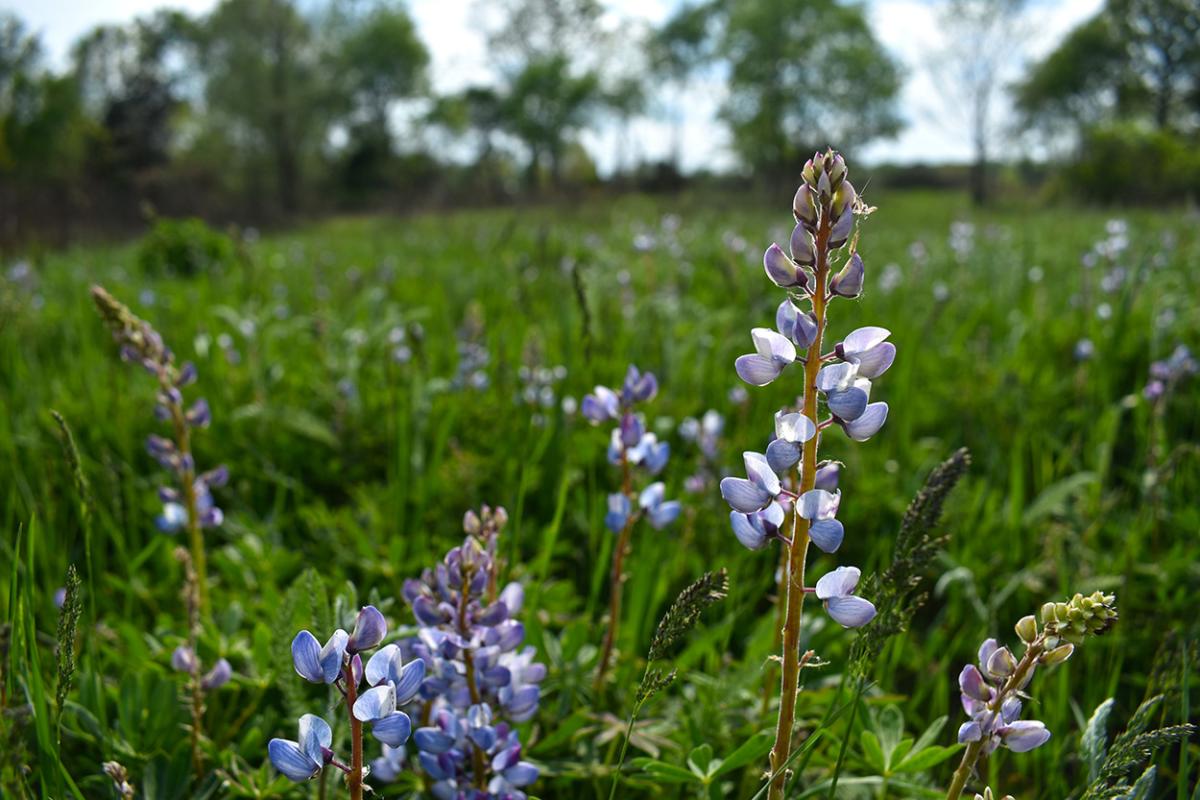 Chipman Preserve