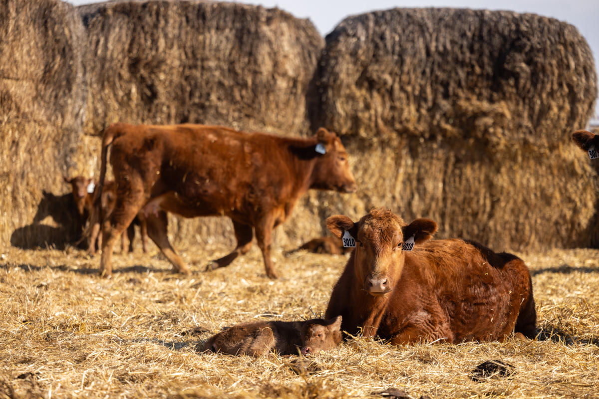 two cows with their calves in hay