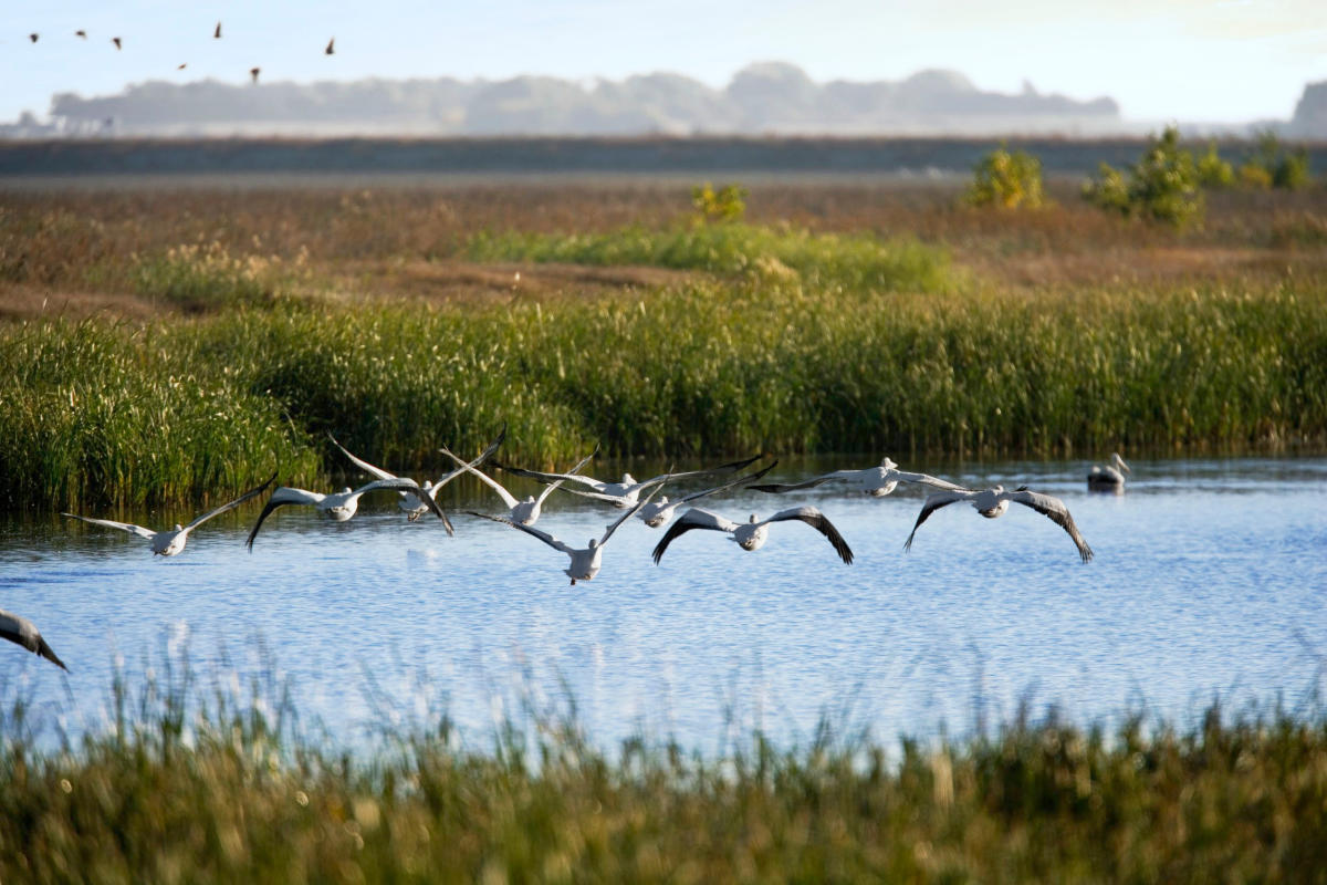 Geese flying low along Cheyenne Bottoms near Great Bend, KS