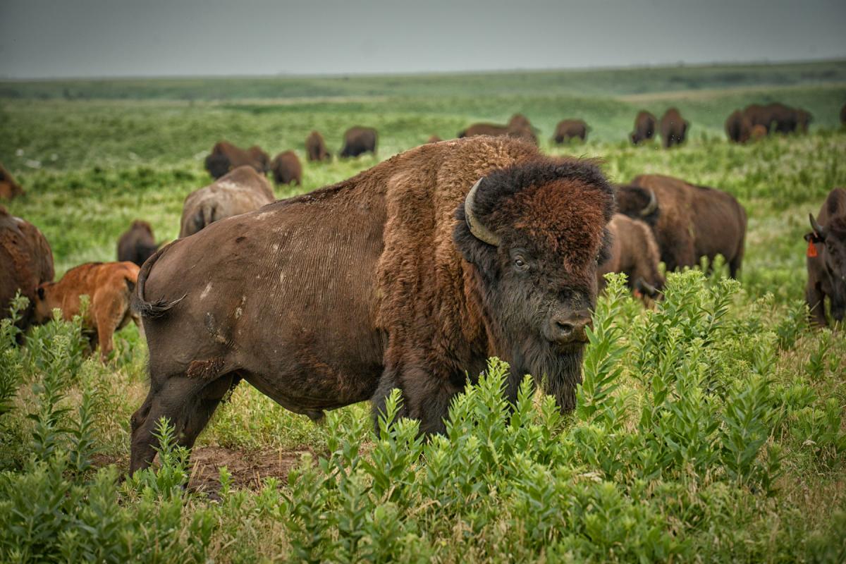 konza-prairie-bison