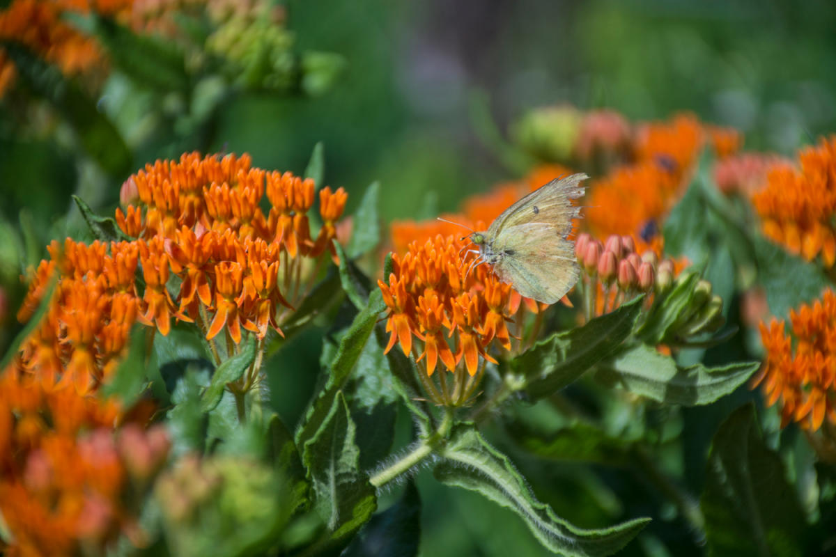 A moth sits on an orange milkweed plant