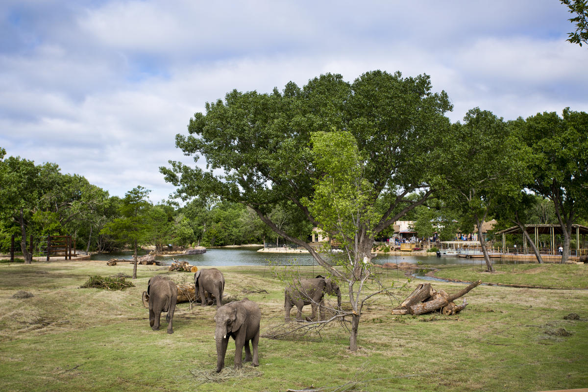 Elephants Sedgwick County Zoo