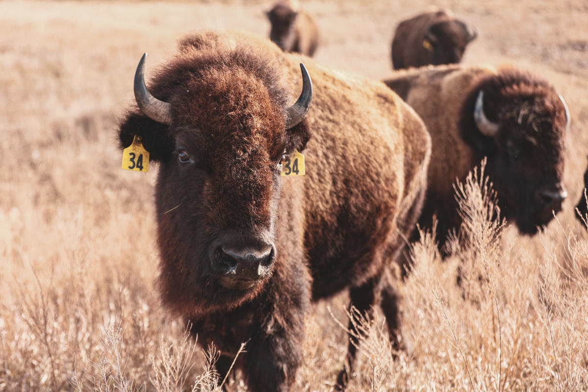 kickapoo-bison-herd-kansas-magazine