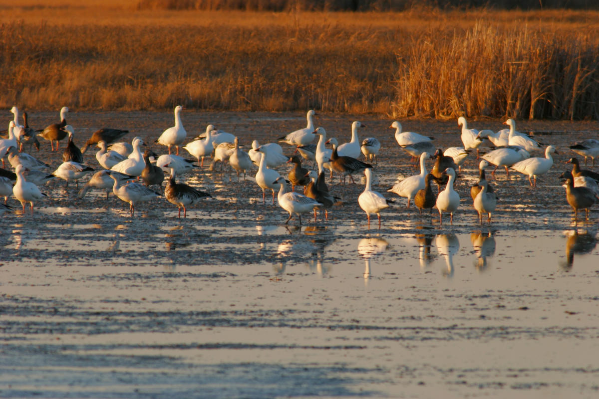A group of birds standing in shallow water