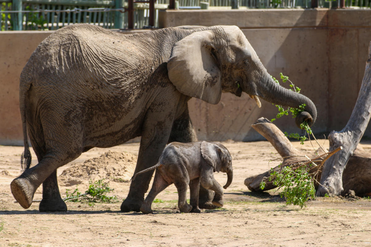 Mother Elephant and her calf walking at the Sedgwick County Zoo