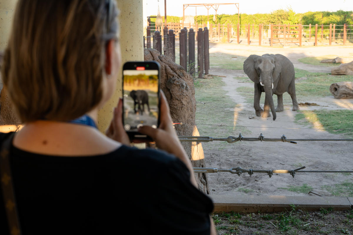 Travel Creator Elephants Sedgwick County Zoo Annika Wooton