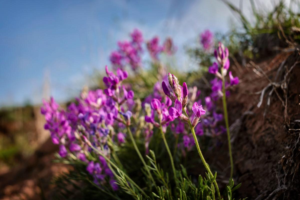 a group of purple wildflowers with a blue sky
