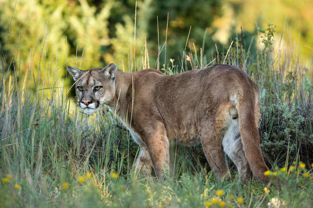 side angle of a mountain lion standing in green grass, with little yellow flowers