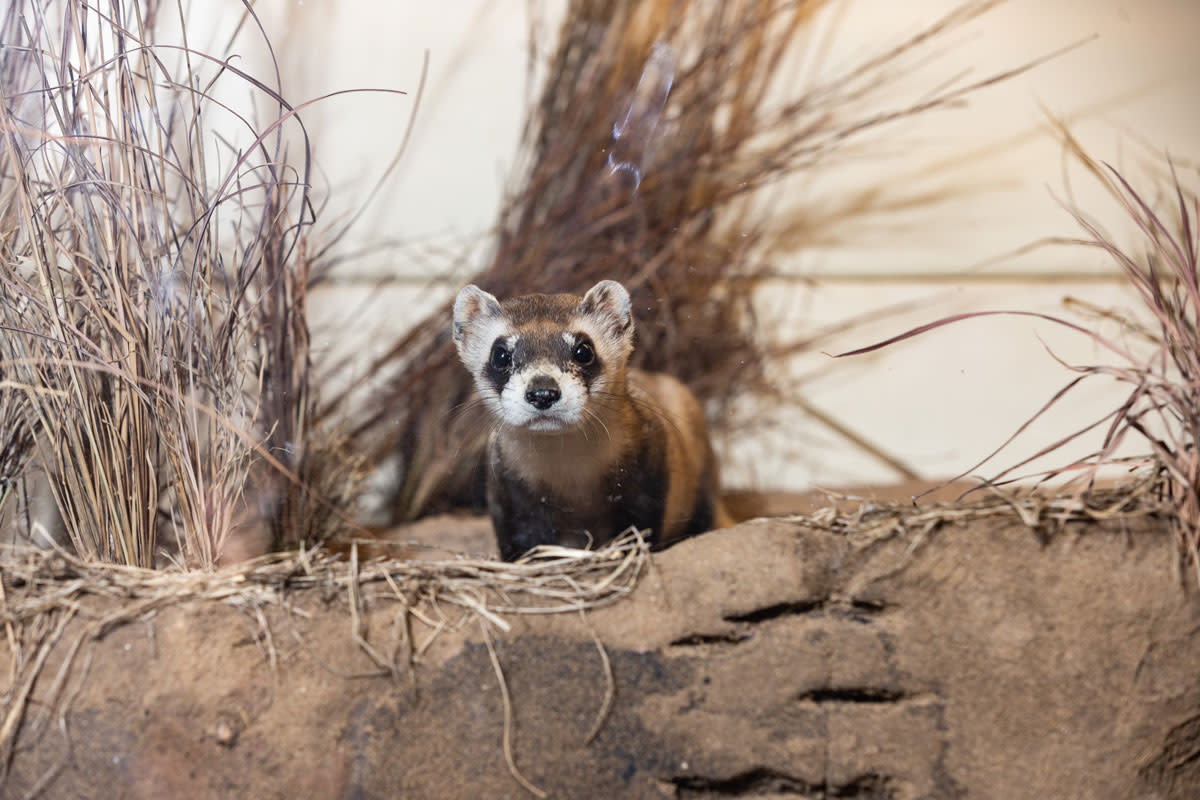 kms-black-footed-ferrets