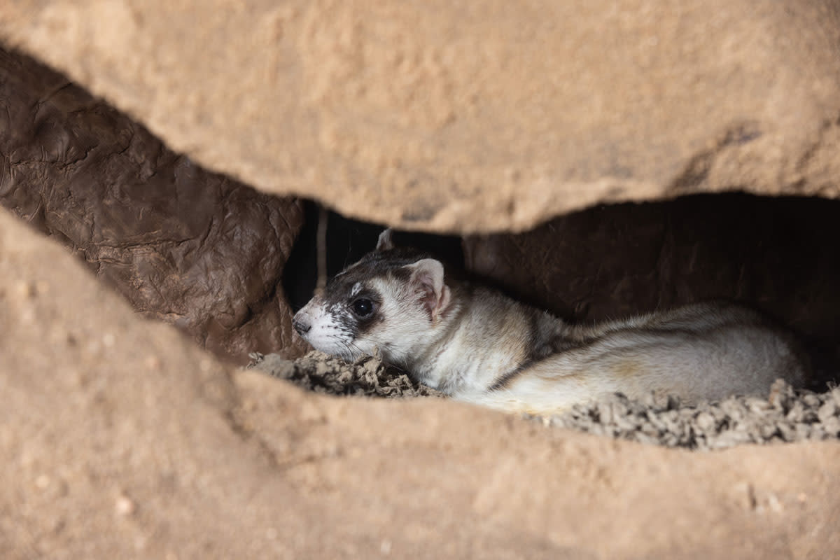 ksm-black-footed-ferret