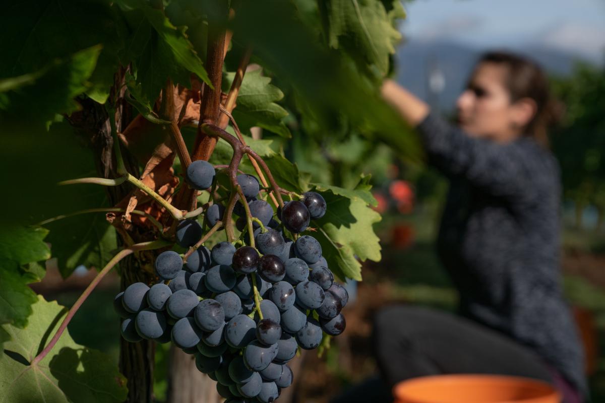 Picking grapes at Indigenous World Winery 1