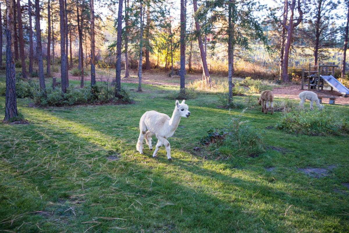 Soma Craft Cidery - Alpacas