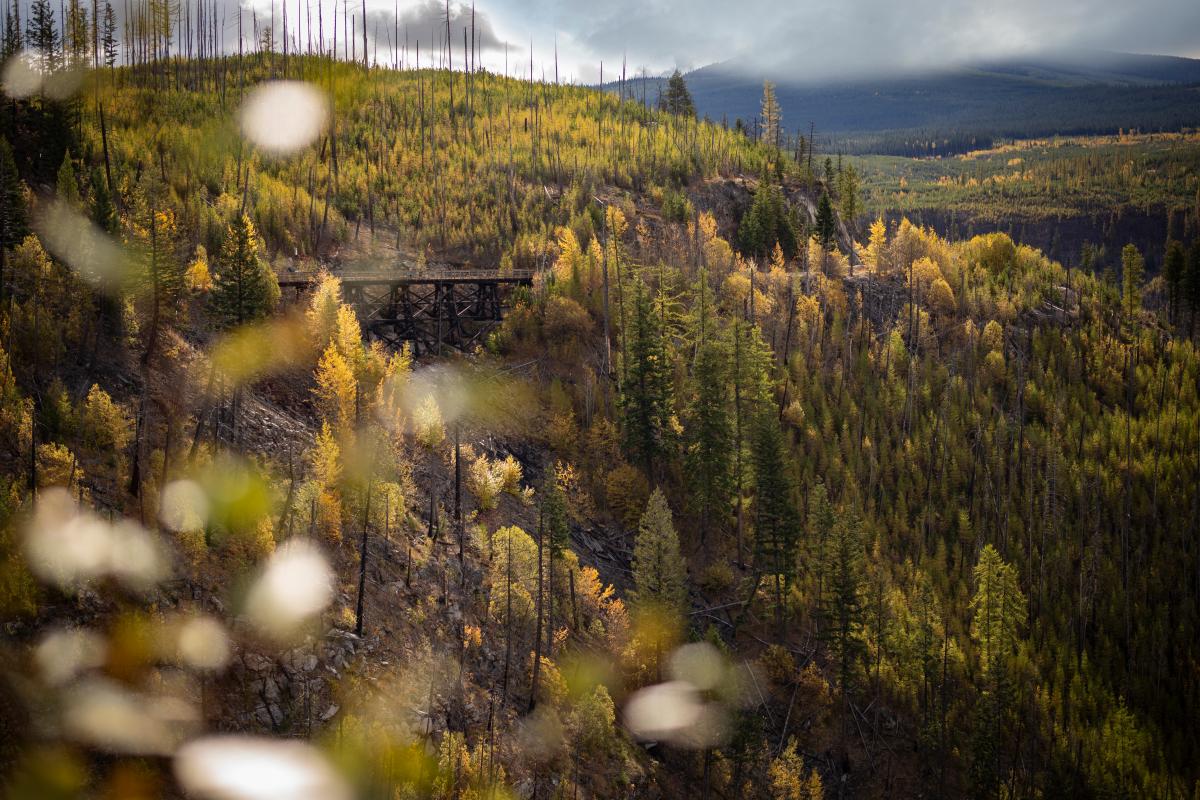 Myra Canyon Trestles in Fall-Golden Larches