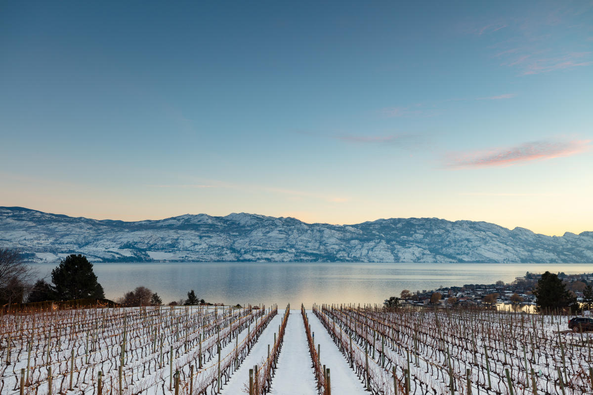 Quails' Gate Winery-Snowy Winter (12)