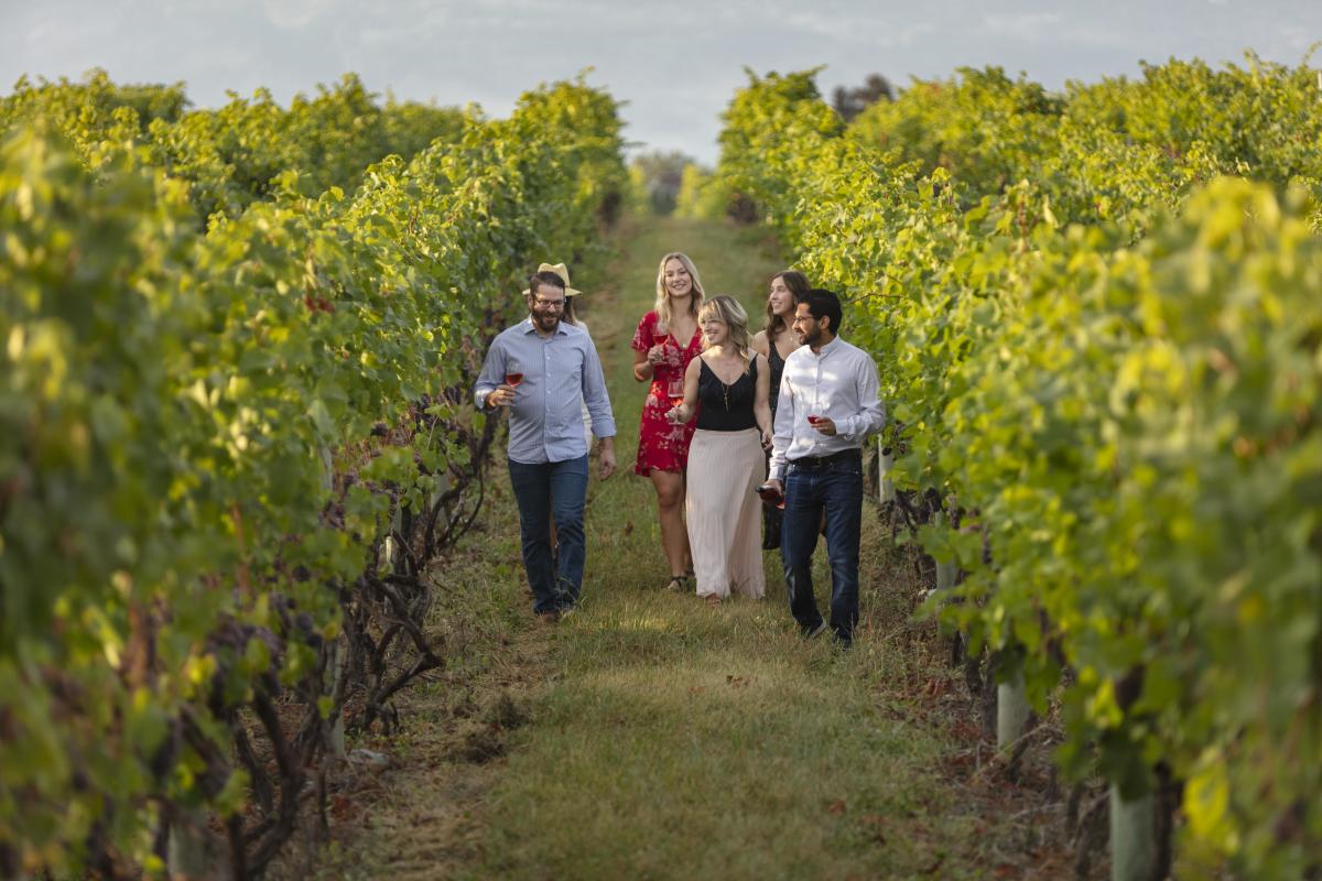 Volcanic Hills Estate Winery Guided Tour in Vineyard 11