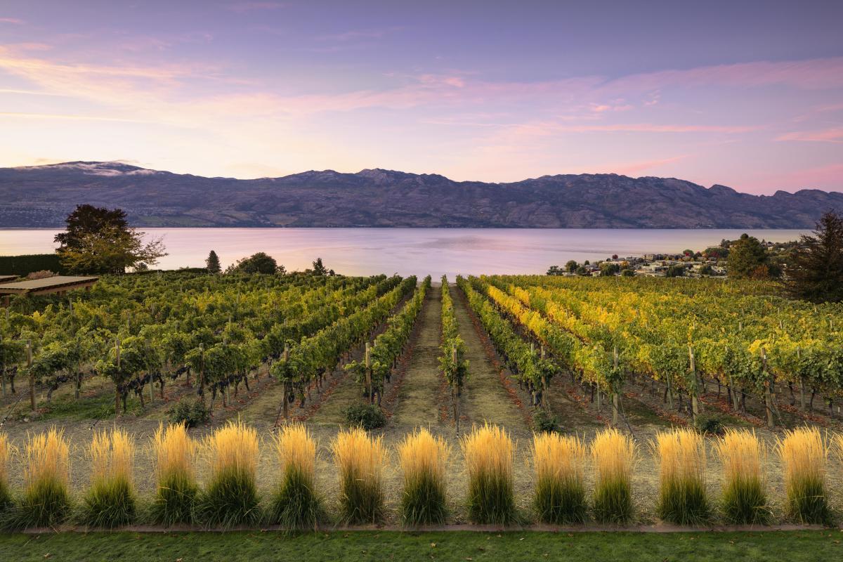 Vineyards next to a lake