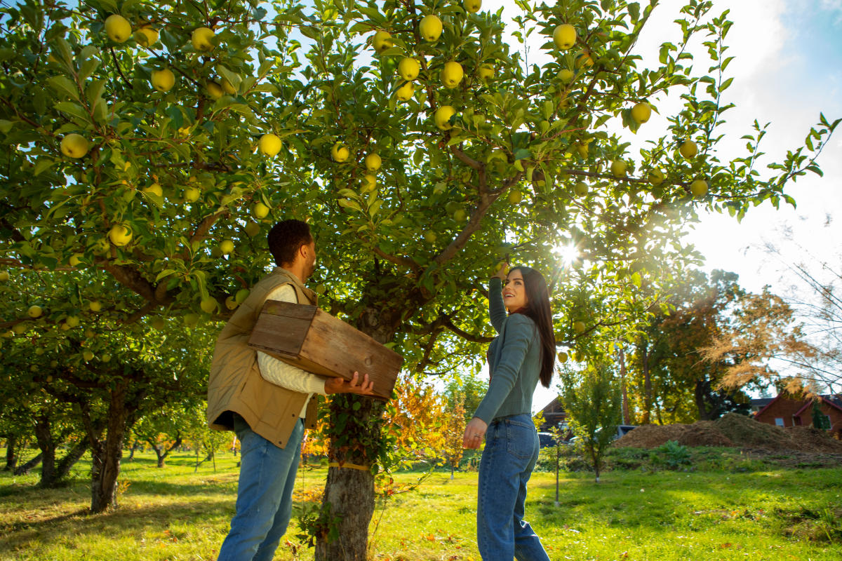 Couple_Fruit_Picking_in_an_Orchard