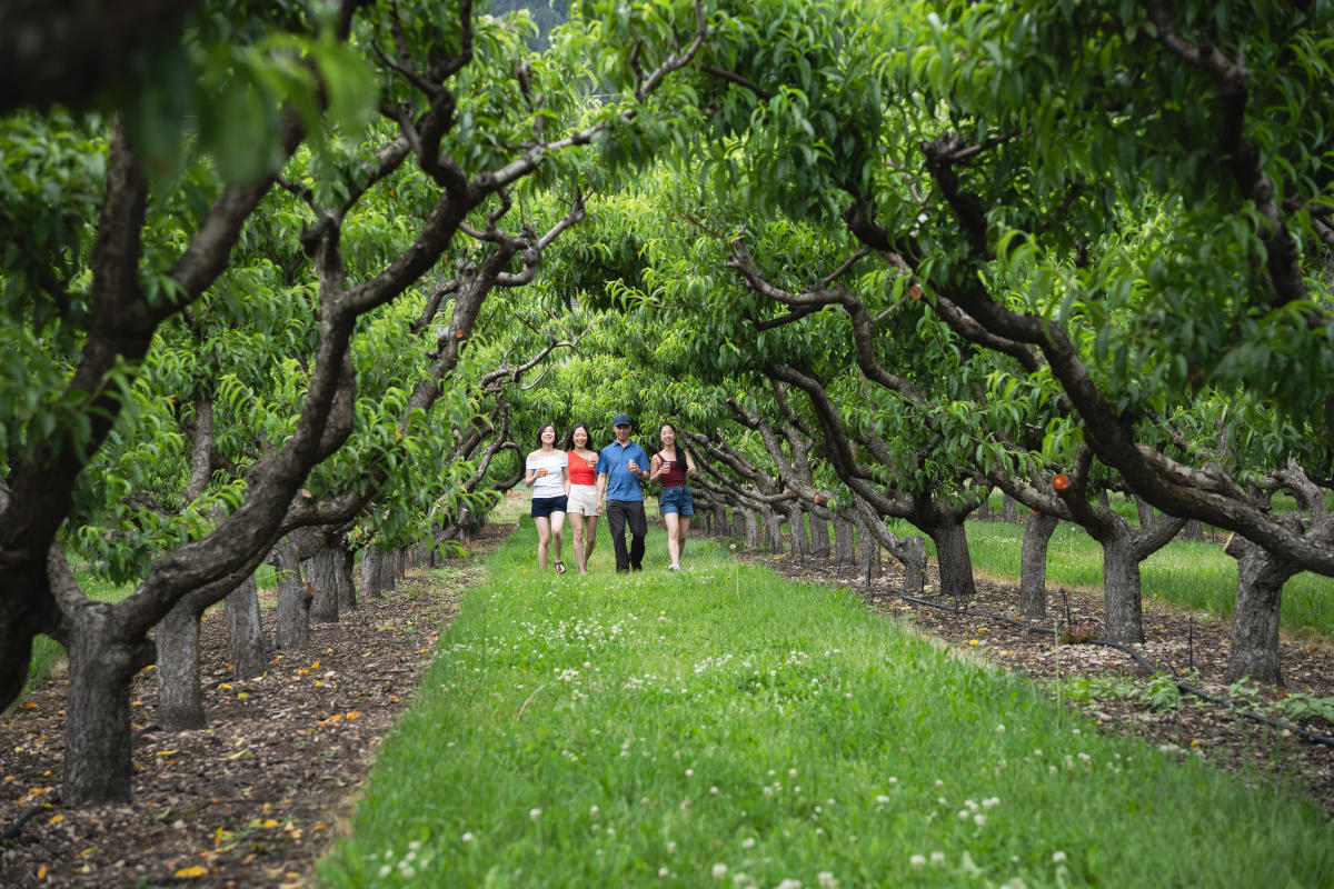 Family walking through cherry and apple orchards at Gatzke's Farm Market in Oyama, Lake Country