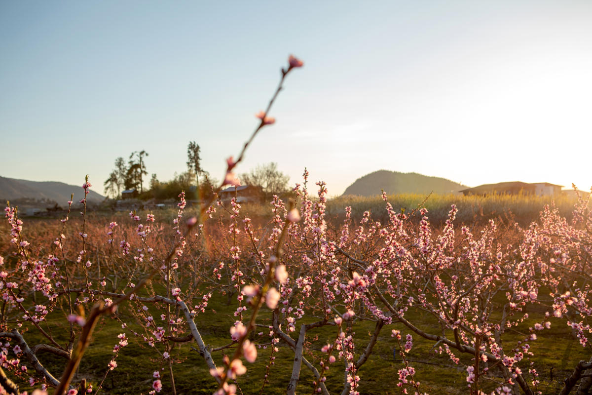 Orchard_of_Pink_Blossoms_at_Sunset_with_Hills_in_the_Background
