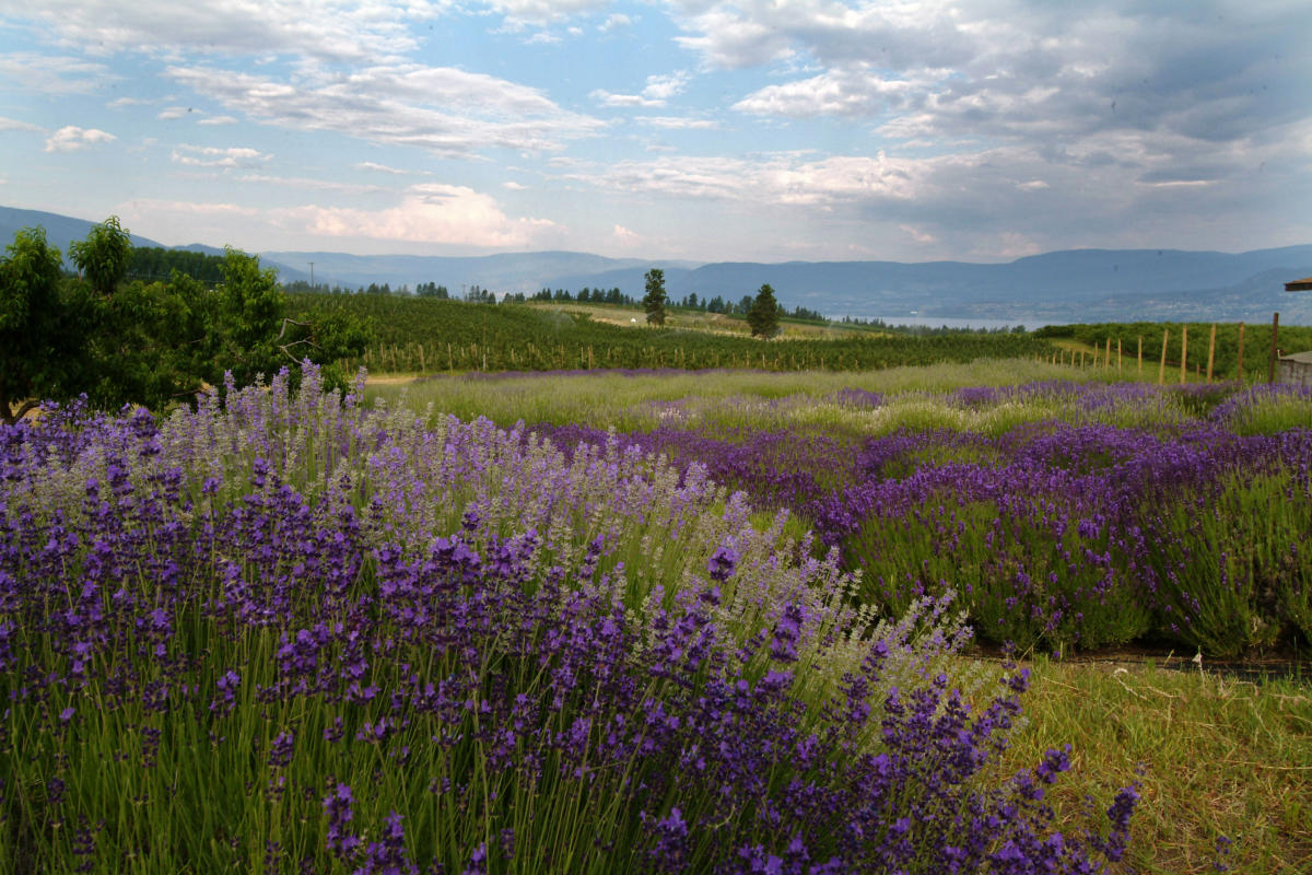 Okanagan Lavender & Herb Farm