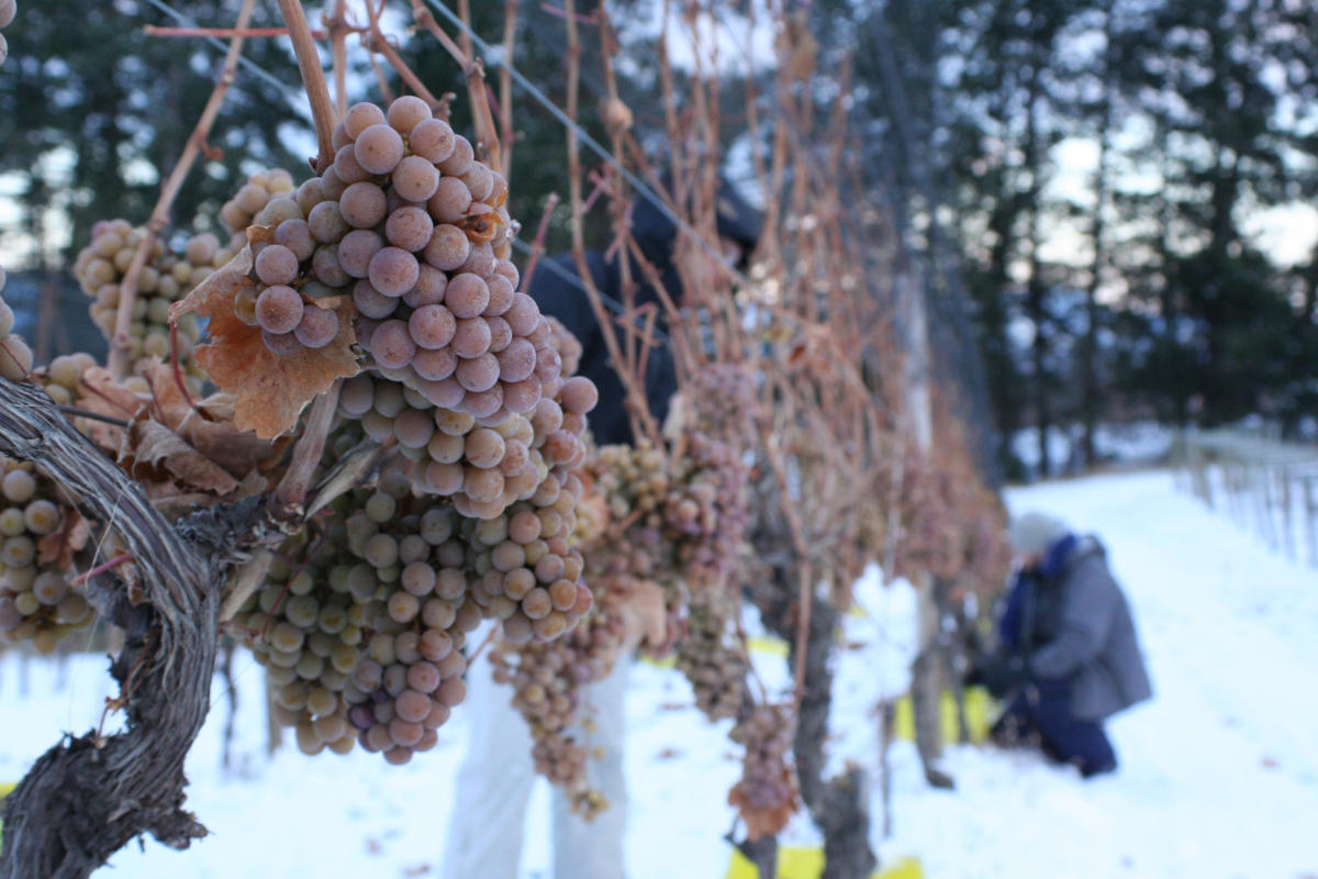 Tantalus Vineyards Ice Wine Harvest