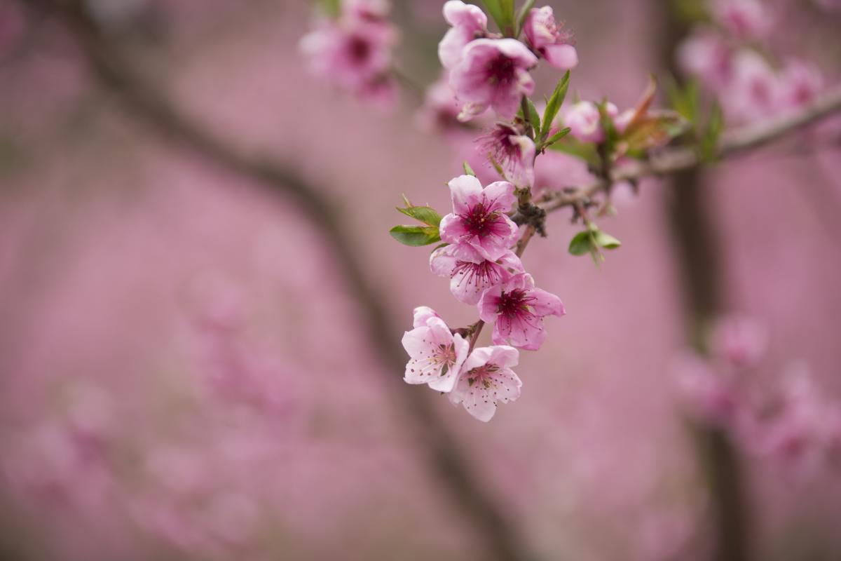 Close-up of a pink flower