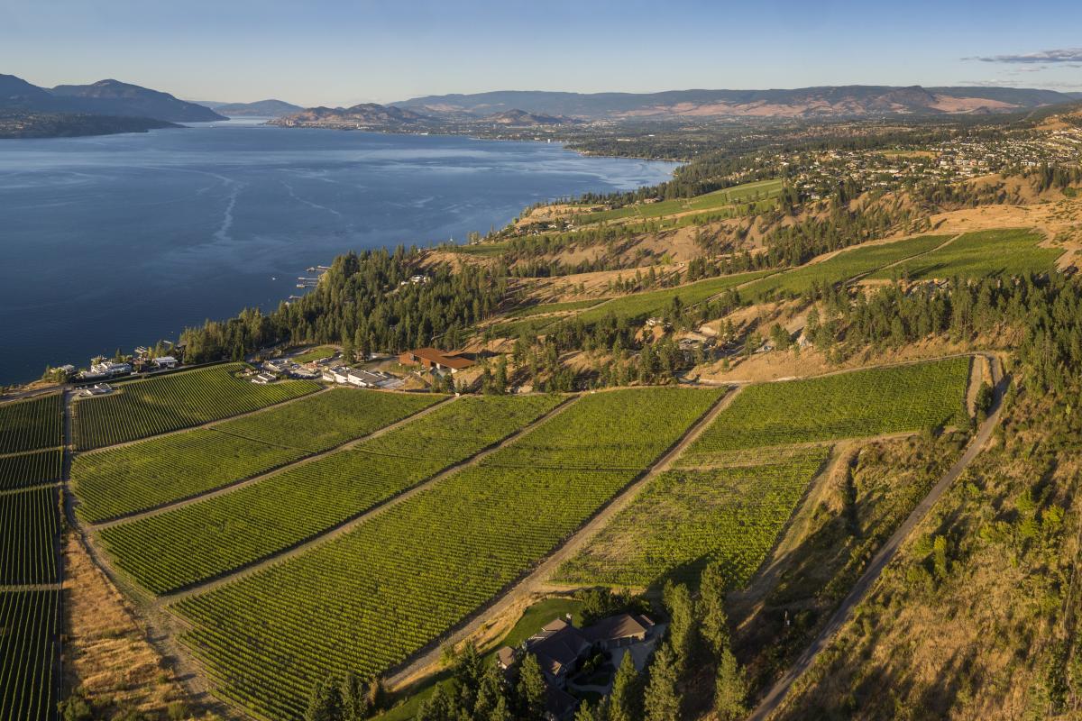 Aerial view of CedarCreek Estate Winery: Home Block Vineyard