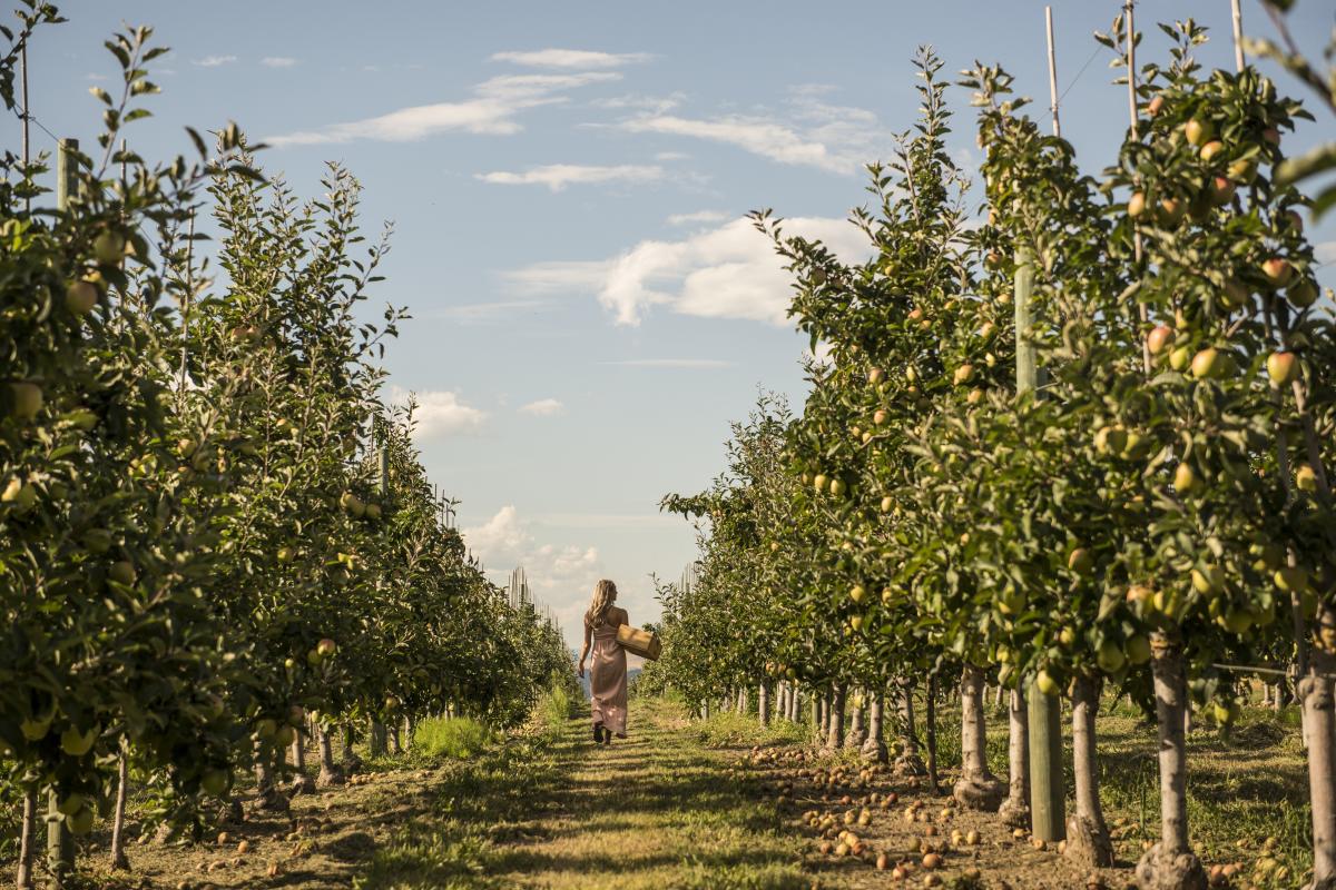 Fruit Orchard