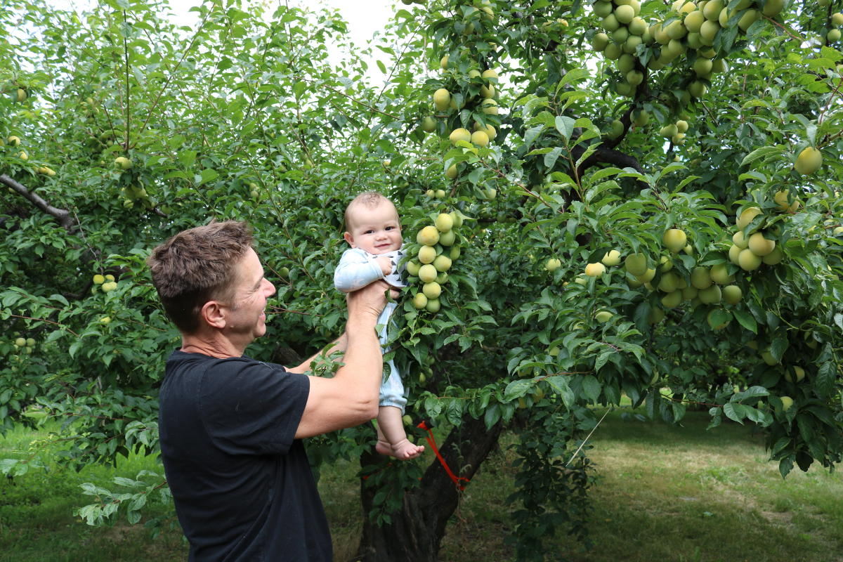 Fruit Picking with Baby