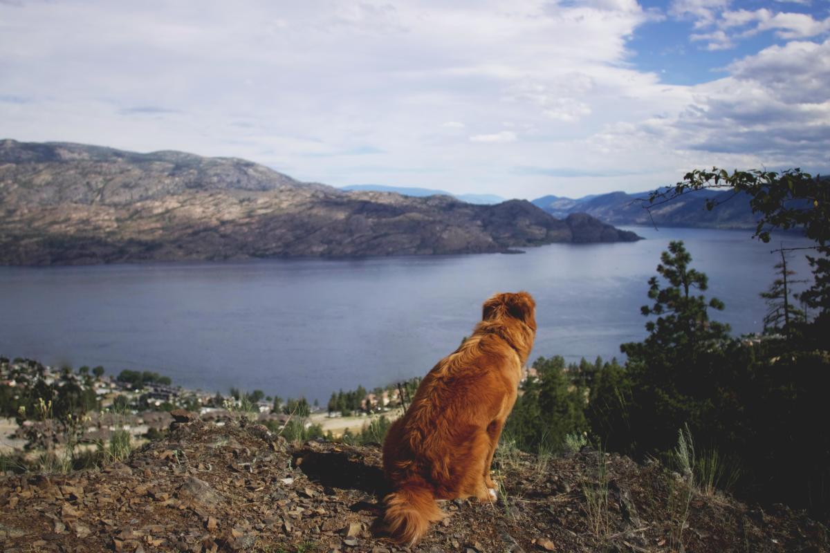 Dog at Pincushion Mountain Summit