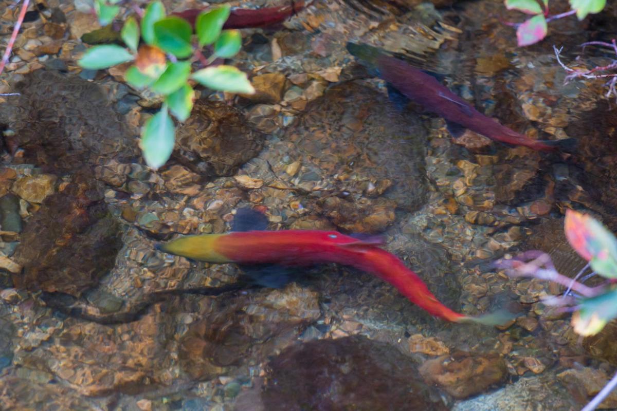 Kokanee Salmon at Hardy Falls Regional Park