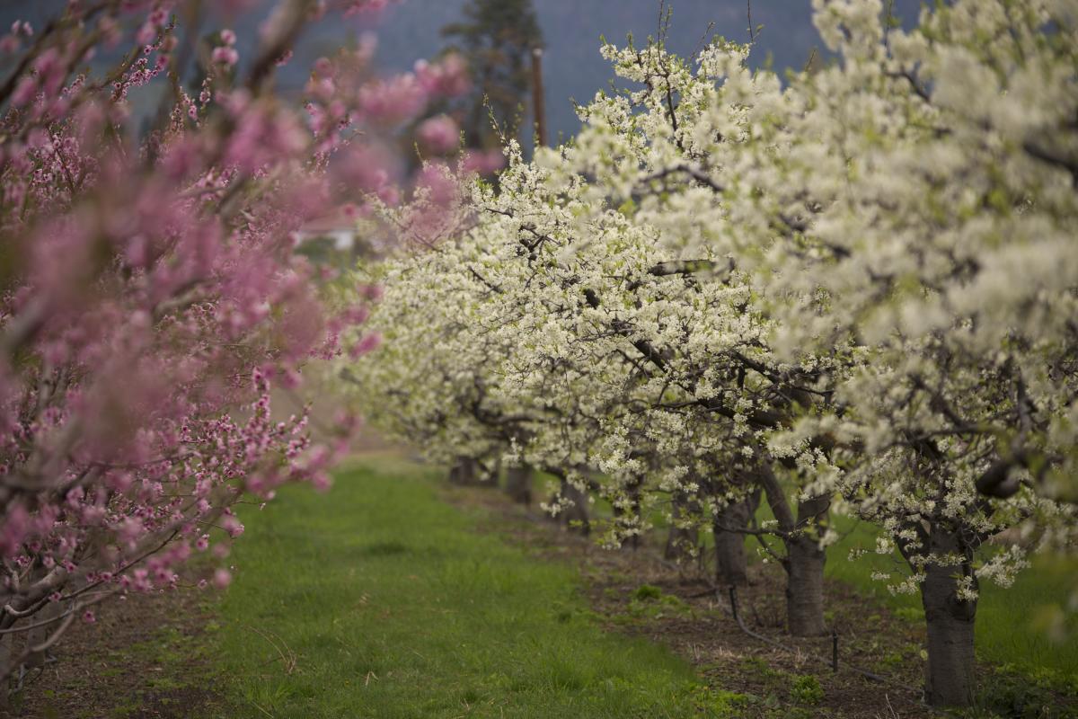 Trees with blossoms on them