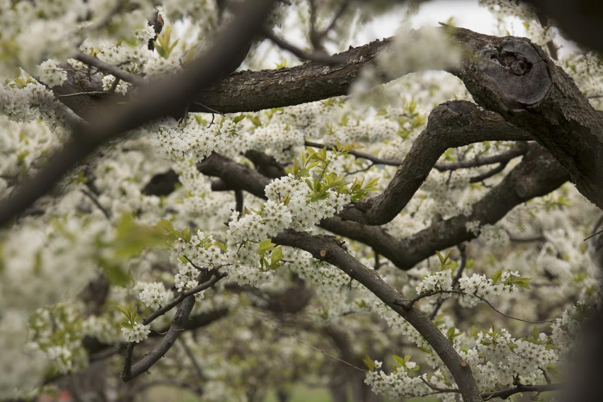 Orchards in Bloom