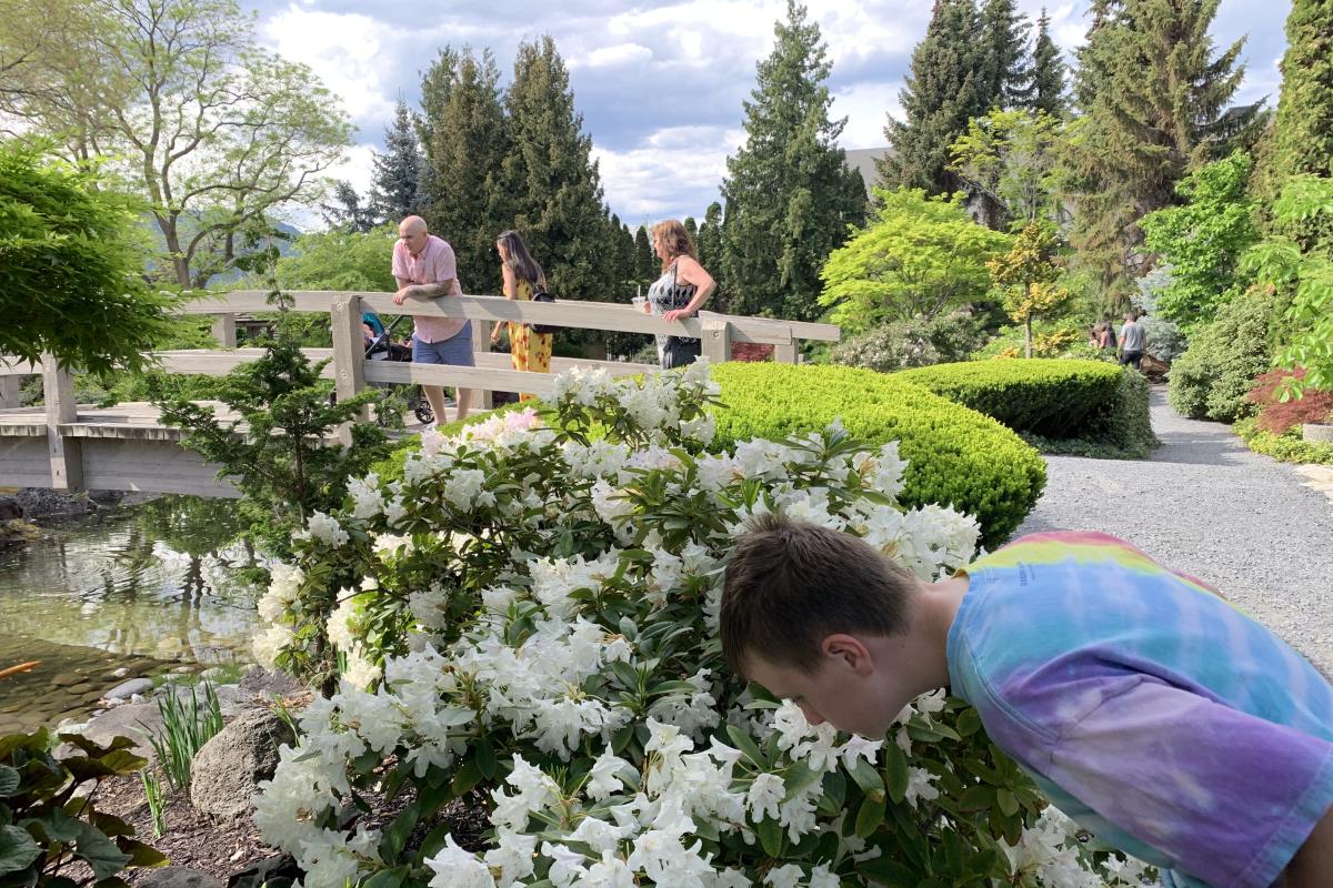 A boy smelling flowers on a bush